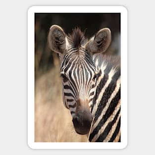 Plains Zebra Portrait #2, Akagera National Park, Rwanda. Sticker